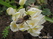  ,  &#039;&#039; Muscari armeniacum &#039;Alba&#039;