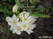  ,  &#039;&#039; Muscari armeniacum &#039;Alba&#039;