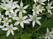  ,  &#039;&#039; Muscari armeniacum &#039;Alba&#039;