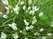  ,  &#039;&#039; Muscari armeniacum &#039;Alba&#039;