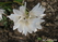  ,  &#039;&#039; Muscari armeniacum &#039;Alba&#039;