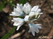  ,  &#039;&#039; Muscari armeniacum &#039;Alba&#039;