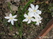  ,  &#039;&#039; Muscari armeniacum &#039;Alba&#039;