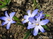  ,  &#039;&#039; Muscari armeniacum &#039;Alba&#039;