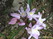  ,  &#039;&#039; Muscari armeniacum &#039;Alba&#039;