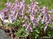  ,  &#039;&#039; Muscari armeniacum &#039;Alba&#039;