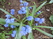  ,  &#039;&#039; Muscari armeniacum &#039;Alba&#039;