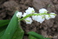  ,  &#039;&#039; Muscari armeniacum &#039;Alba&#039;