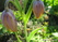  ,  &#039;&#039; Muscari armeniacum &#039;Alba&#039;