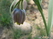  ,  &#039;&#039; Muscari armeniacum &#039;Alba&#039;
