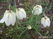  ,  &#039;&#039; Muscari armeniacum &#039;Alba&#039;