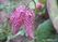  ,  &#039;&#039; Muscari armeniacum &#039;Alba&#039;