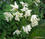  ,  &#039;&#039; Muscari armeniacum &#039;Alba&#039;
