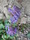  ,  &#039;&#039; Muscari armeniacum &#039;Alba&#039;