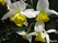  ,  &#039;&#039; Muscari armeniacum &#039;Alba&#039;