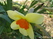  ,  &#039;&#039; Muscari armeniacum &#039;Alba&#039;