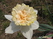  ,  &#039;&#039; Muscari armeniacum &#039;Alba&#039;