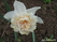  ,  &#039;&#039; Muscari armeniacum &#039;Alba&#039;
