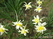  ,  &#039;&#039; Muscari armeniacum &#039;Alba&#039;