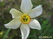 ,  &#039;&#039; Muscari armeniacum &#039;Alba&#039;