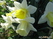  ,  &#039;&#039; Muscari armeniacum &#039;Alba&#039;