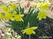  ,  &#039;&#039; Muscari armeniacum &#039;Alba&#039;