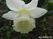  ,  &#039;&#039; Muscari armeniacum &#039;Alba&#039;