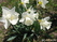  ,  &#039;&#039; Muscari armeniacum &#039;Alba&#039;