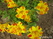   &#039;&#039; Primula veris &#039;Waite&#039;