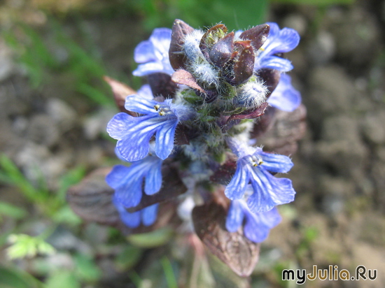 ,   &#039;&#039; Ajuga reptans &#039;Atropurpurea&#039;