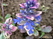   &#039; &#039; Primula elatior &#039;Blue Selection&#039;