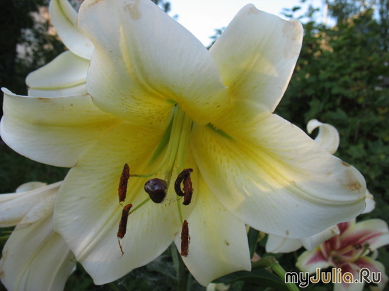    &#039; &#039; Lilium OT hybrid &#039;Konka Dor&#039;