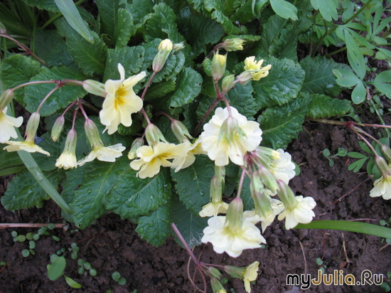   &#039;&#039; Primula veris &#039;Waite&#039;