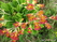   &#039;&#039; Primula veris &#039;Waite&#039;