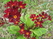    &#039; &#039; Aquilegia hybrida Mckana &#039;Crimson Star&#039;