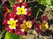    &#039; &#039; Aquilegia hybrida Mckana &#039;Crimson Star&#039;