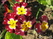   &#039;&#039; Primula veris &#039;Waite&#039;