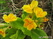   &#039;&#039; Primula veris &#039;Waite&#039;