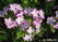   &#039;&#039; Primula veris &#039;Waite&#039;