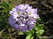   &#039; &#039; Primula elatior &#039;Blue Selection&#039;