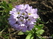   &#039;&#039; Primula veris &#039;Waite&#039;