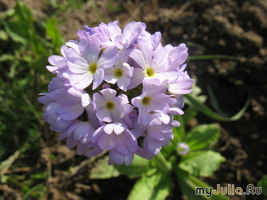   &#039;&#039; Primula denticulata &#039;Grandiflora&#039;