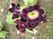    &#039;&#039; Aquilegia hybrida Mckana  &#039;Delikatissima&#039;