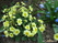    Armeria caespitosa, juniperifolia