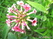   &#039;&#039; Arabis alpina, flaviflora