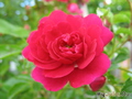   &#039; &#039; Rosa &#039;Doroti Perkins&#039;