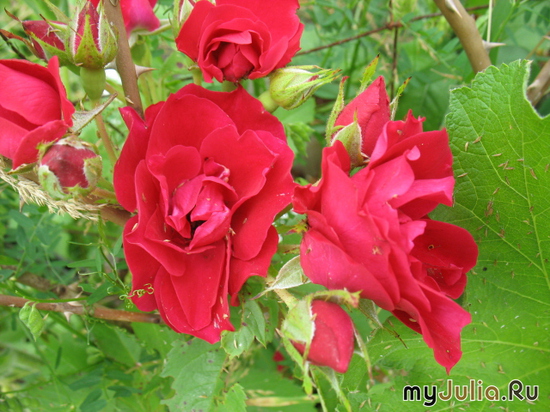    &#039;&#039; Rosa &#039;Heidelberg&#039;