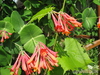   &#039; &#039; Lonicera  brownii &#039;Dropmore Scarlet&#039;