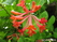   &#039; &#039; Lonicera  brownii &#039;Dropmore Scarlet&#039;