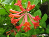   &#039; &#039; Lonicera  brownii &#039;Dropmore Scarlet&#039;